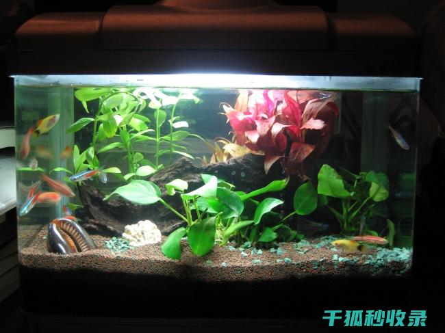 水族箱选购指南：依据水质选择最佳款式 (水族箱选购指南)