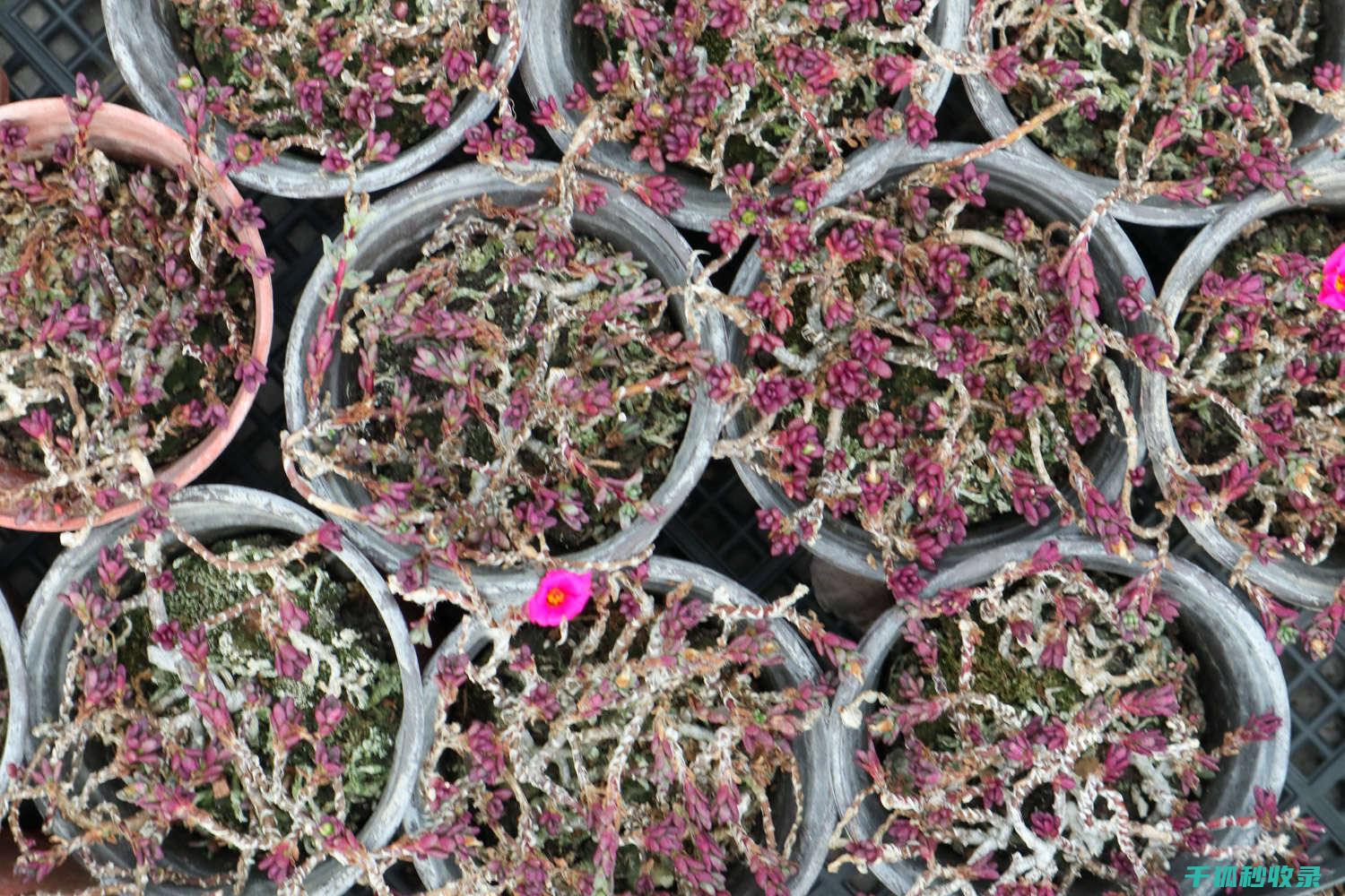 多肉植物养护全记录：从播种到开花的全过程 (多肉植物养护技巧)