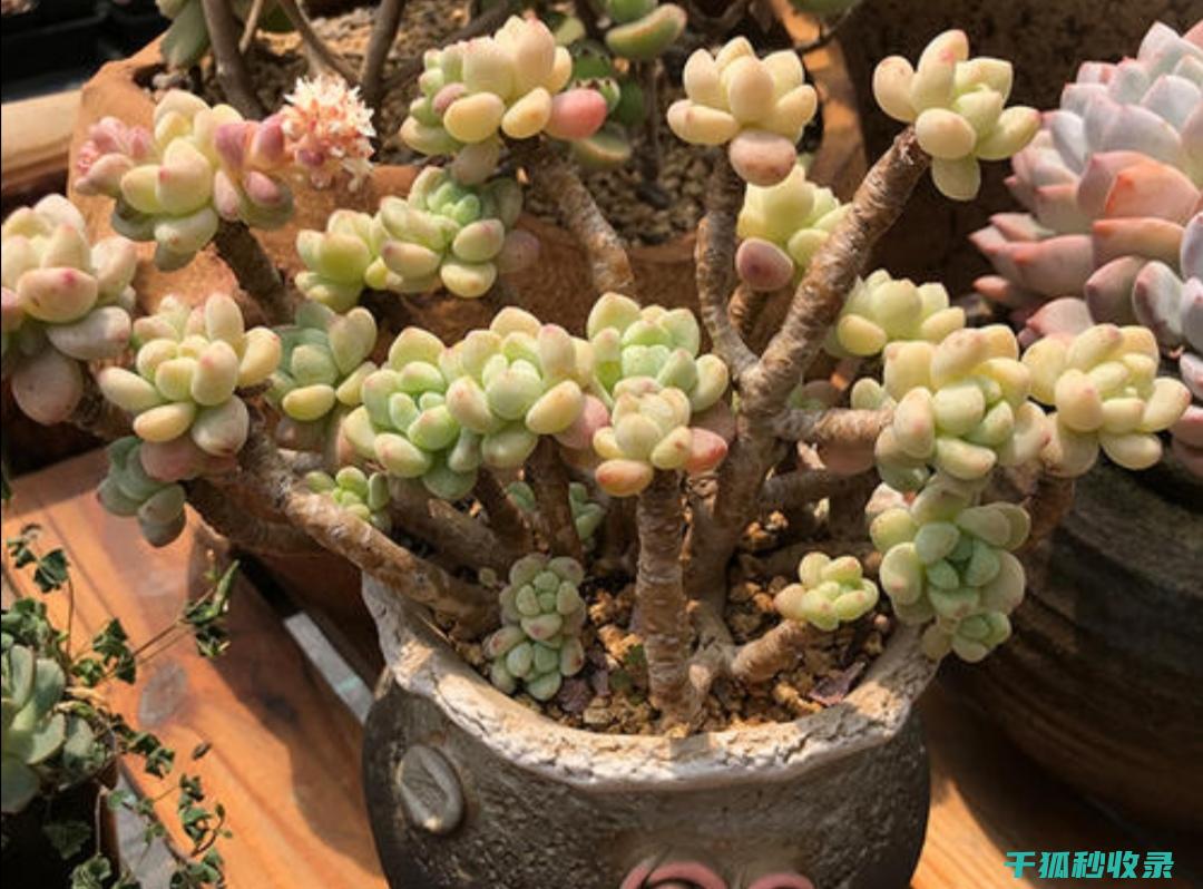 技巧