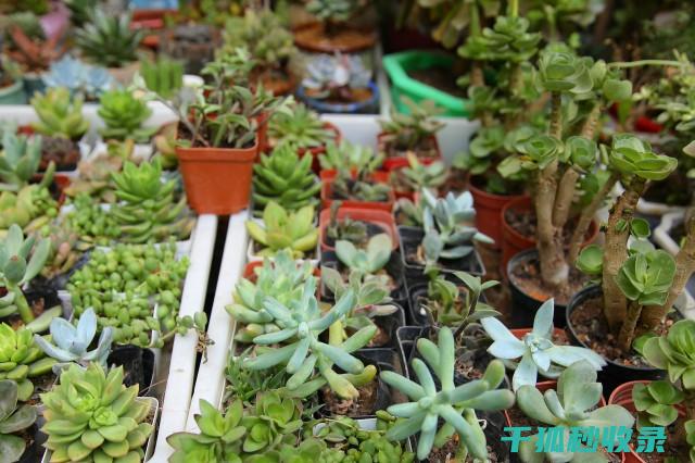 多肉植物养护技巧：如何控制湿度 (多肉植物养护技巧)