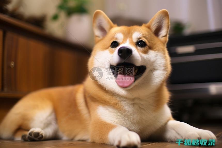 狗狗训练口令