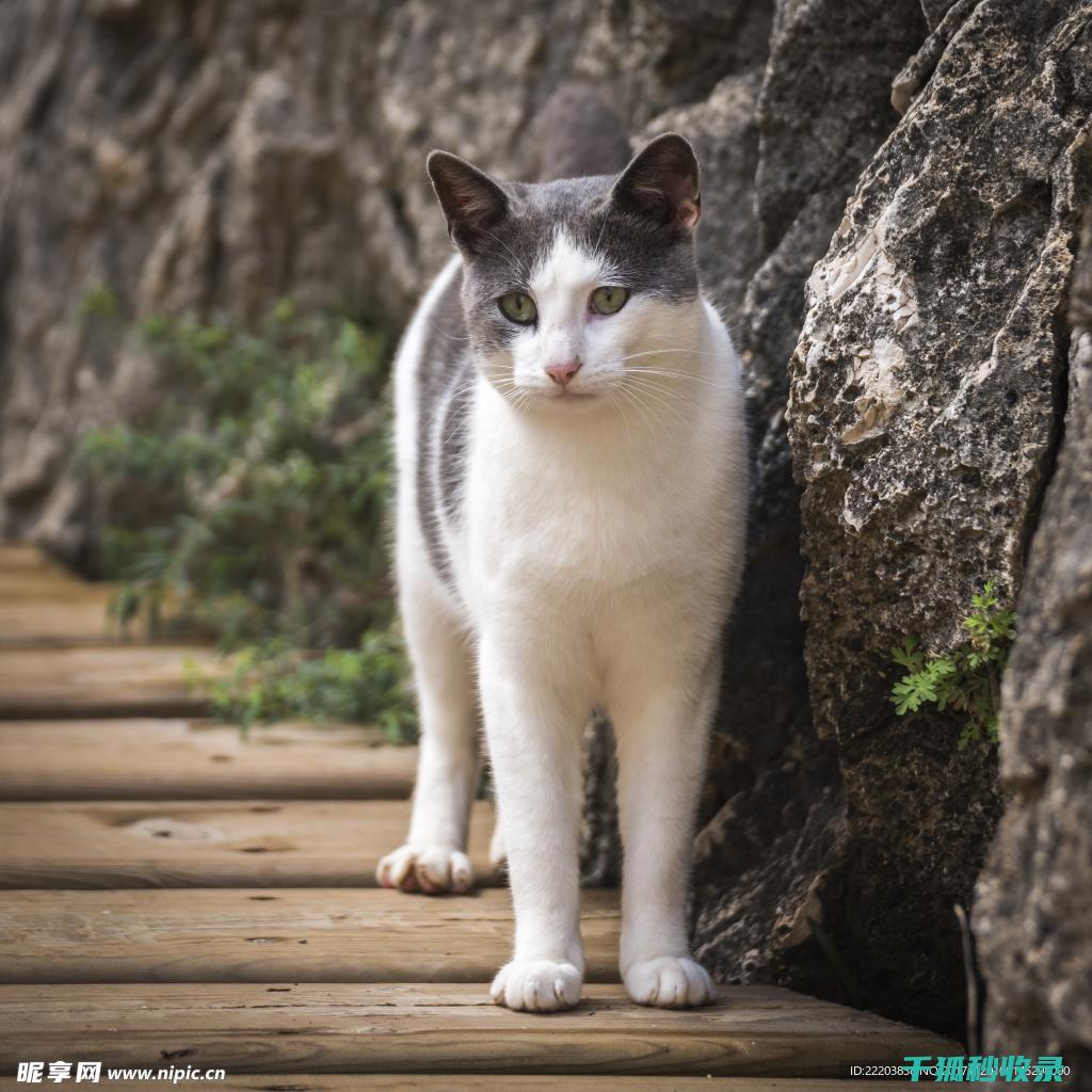 猫咪应激反应：如何通过更换猫窝颜色减少不安 (猫咪应激反应的表现)