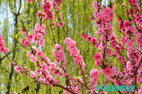 春季花卉施肥时机与肥料选择的搭配 (春季花卉施肥最佳时间)