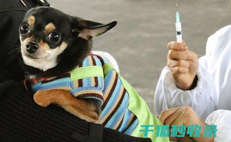 宠物疫苗种类全解析：确保您的爱宠健康成长 (宠物疫苗种类和名称)