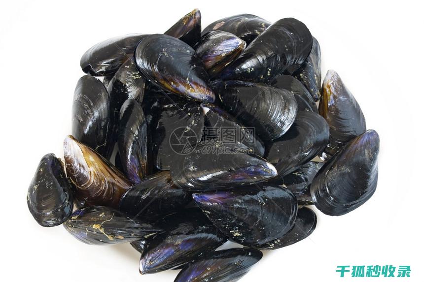 贝类吐沙之谜：海洋生物与环境的深层联系 (贝类吐沙时,在水里放入什么会有奇效?)