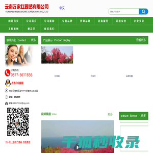 樱花苗,樱花苗木,樱花种苗,樱花树苗,垂枝樱花,云南樱花,樱花图片,樱花视频,樱花基地,樱花苗木供应商,抚仙湖樱花节